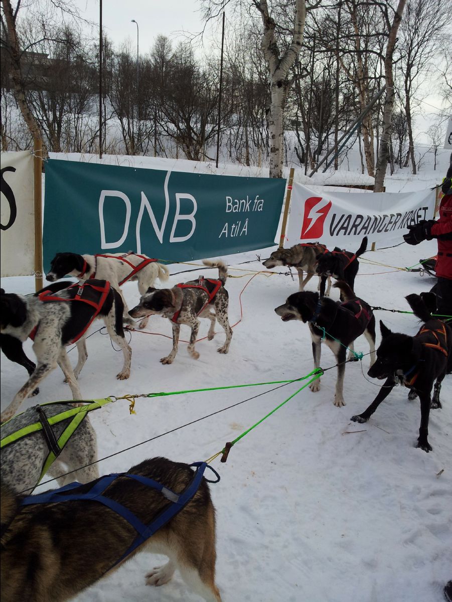 Dog Race05
